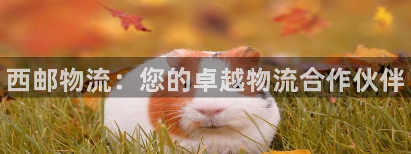 28圈可以退款嗎:西郵物流:您的卓越