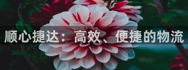 28圈圈助手:順心捷達:高效、便捷的